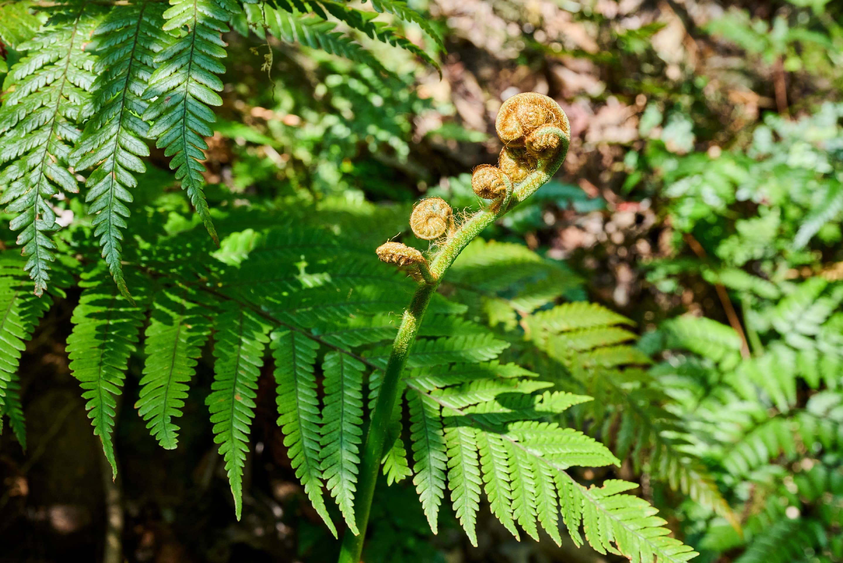 Photo of Amami Oshima’s registration as a UNESCO World Natural Heritage site